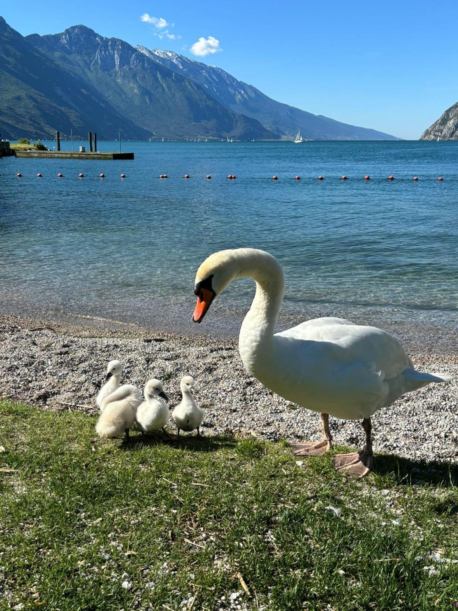 Garden & Pool Perugini Apartman Torbole Sul Garda Kültér fotó